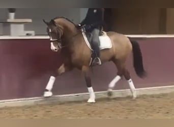 Renano, Caballo castrado, 14 años, 166 cm, Castaño