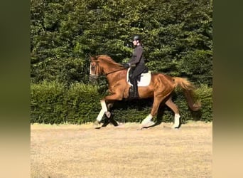 Renano, Caballo castrado, 14 años, 168 cm, Alazán