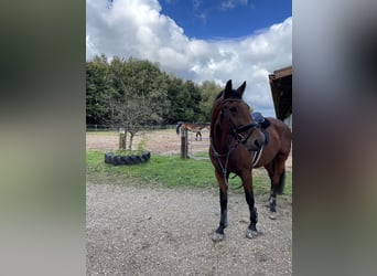 Renano, Caballo castrado, 14 años, 168 cm, Castaño