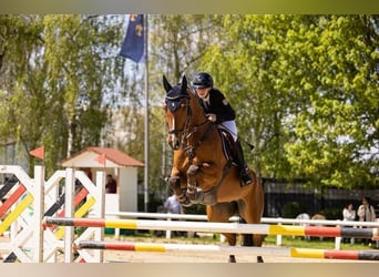 Renano, Caballo castrado, 14 años, 169 cm, Castaño