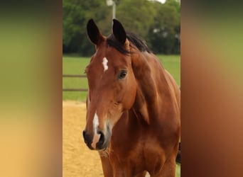 Renano, Caballo castrado, 14 años, 170 cm, Castaño