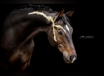 Renano, Caballo castrado, 14 años, 170 cm, Castaño oscuro