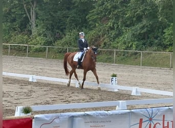 Renano, Caballo castrado, 14 años, 172 cm, Alazán