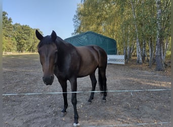 Renano, Caballo castrado, 14 años, 172 cm, Castaño