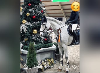 Renano, Caballo castrado, 14 años, 172 cm, Tordo