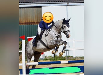 Renano, Caballo castrado, 14 años, 172 cm, Tordo