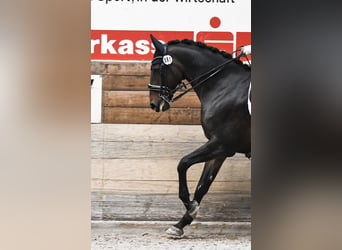 Renano, Caballo castrado, 14 años, 175 cm, Castaño oscuro