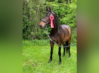 Renano, Caballo castrado, 14 años, 175 cm, Castaño oscuro