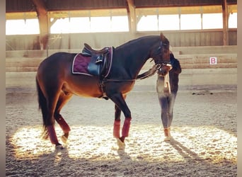 Renano, Caballo castrado, 14 años, 175 cm, Castaño oscuro