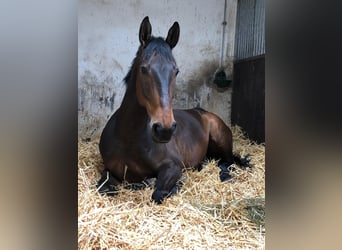 Renano, Caballo castrado, 14 años, 175 cm, Castaño oscuro