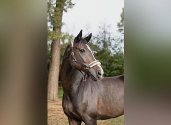 Renano, Caballo castrado, 14 años, 178 cm, Castaño oscuro