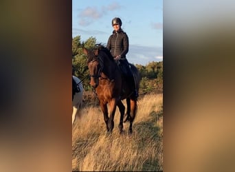 Renano, Caballo castrado, 14 años, 187 cm, Castaño