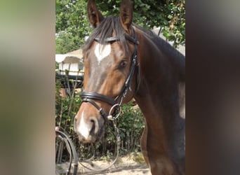 Renano, Caballo castrado, 15 años, 163 cm, Castaño