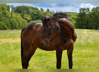 Renano, Caballo castrado, 15 años, 174 cm, Castaño