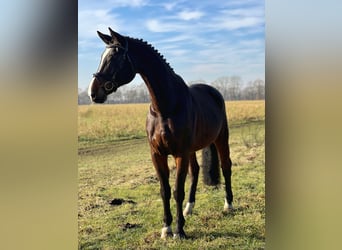 Renano, Caballo castrado, 15 años, 178 cm, Castaño oscuro