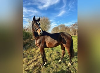 Renano, Caballo castrado, 15 años, 178 cm, Castaño oscuro