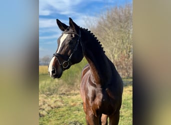 Renano, Caballo castrado, 15 años, 178 cm, Castaño oscuro