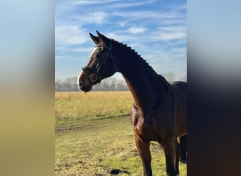 Renano, Caballo castrado, 15 años, 178 cm, Castaño oscuro