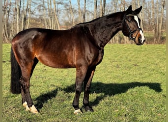 Renano, Caballo castrado, 15 años, 178 cm, Castaño oscuro