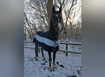 Renano, Caballo castrado, 15 años, 178 cm, Morcillo