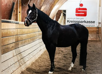 Renano, Caballo castrado, 15 años, Castaño oscuro