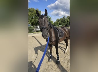 Renano, Caballo castrado, 16 años, 158 cm, Negro