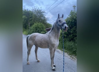 Renano, Caballo castrado, 16 años, 160 cm, Tordo