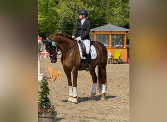 Renano, Caballo castrado, 16 años, 165 cm, Alazán-tostado