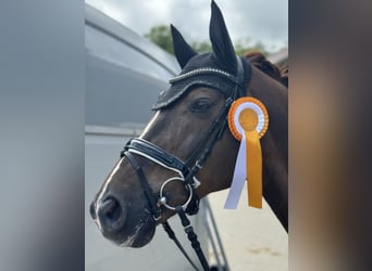 Renano, Caballo castrado, 16 años, 165 cm, Alazán-tostado