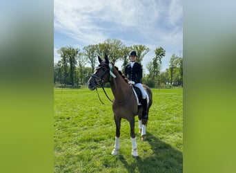 Renano, Caballo castrado, 16 años, 165 cm, Alazán-tostado