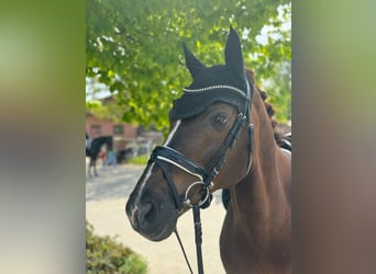 Renano, Caballo castrado, 16 años, 165 cm, Alazán-tostado