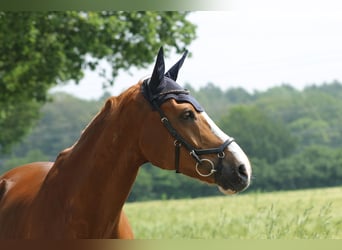Renano, Caballo castrado, 16 años, 174 cm, Alazán