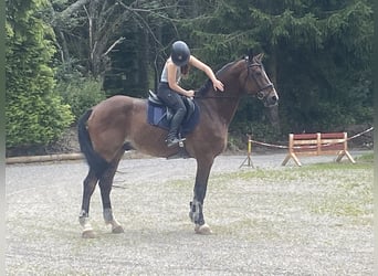 Renano, Caballo castrado, 16 años, 174 cm, Castaño