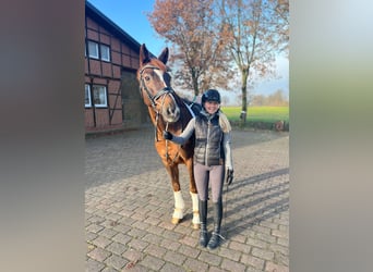 Renano, Caballo castrado, 17 años, 165 cm, Alazán-tostado