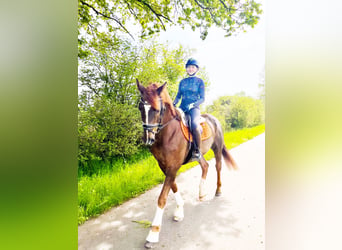 Renano, Caballo castrado, 17 años, 165 cm, Alazán-tostado