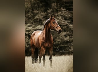 Renano, Caballo castrado, 18 años, 167 cm, Castaño