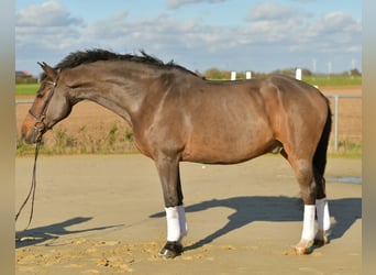 Renano, Caballo castrado, 18 años, 170 cm, Castaño