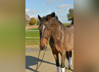 Renano, Caballo castrado, 18 años, 170 cm, Castaño