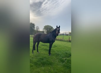 Renano, Caballo castrado, 19 años, 172 cm, Castaño