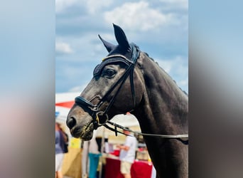 Renano, Caballo castrado, 21 años, 175 cm
