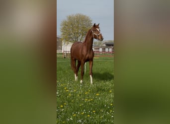 Renano, Caballo castrado, 2 años, 166 cm, Alazán