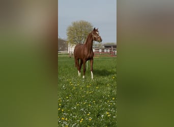 Renano, Caballo castrado, 2 años, 166 cm, Alazán