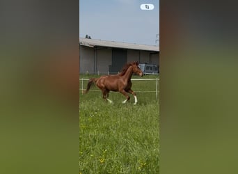 Renano, Caballo castrado, 2 años, 166 cm, Alazán