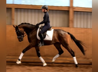 Renano, Caballo castrado, 3 años, 165 cm, Morcillo