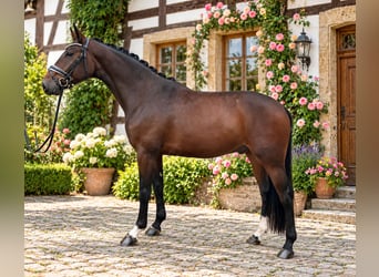 Renano, Caballo castrado, 3 años, 167 cm, Castaño