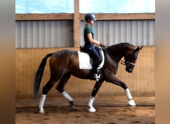 Renano, Caballo castrado, 3 años, 167 cm, Morcillo