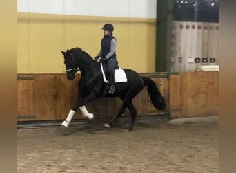 Renano, Caballo castrado, 3 años, 168 cm, Negro