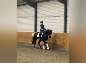 Renano, Caballo castrado, 3 años, 168 cm, Negro