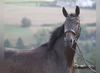 Renano, Caballo castrado, 3 años, 170 cm, Castaño oscuro