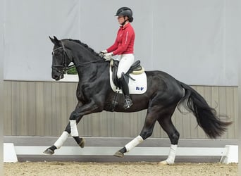 Renano, Caballo castrado, 3 años, Negro